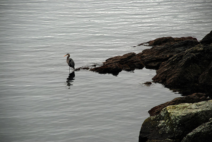 Orcas Island Bird  Photograph by Carol Eliassen