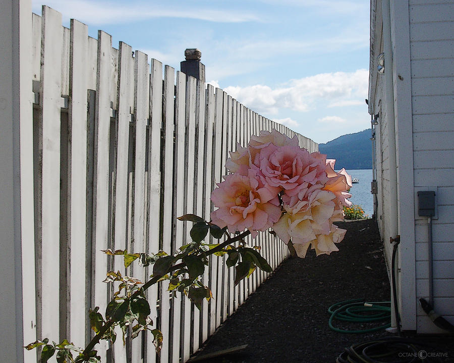 Orcas Island Rose Photograph by Tim Nyberg