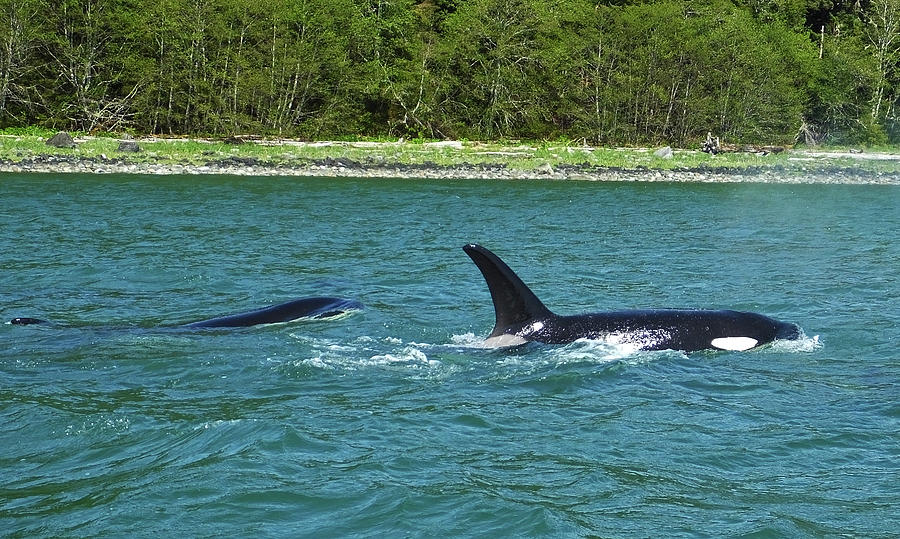 Orcas of Juneau Photograph by Judy Wanamaker