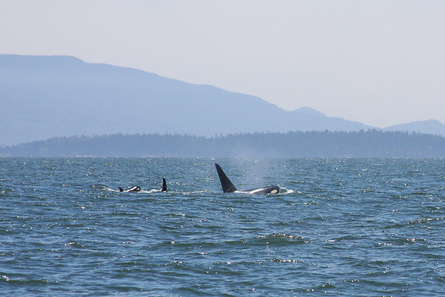 Orcas Photograph - Orcas by Stacy Egnor