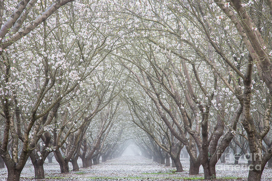 Orchard Photograph by Anthony Michael Bonafede