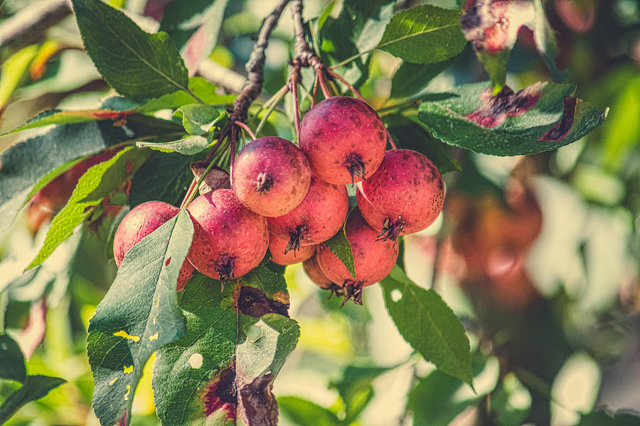 Orchard Apple Photograph