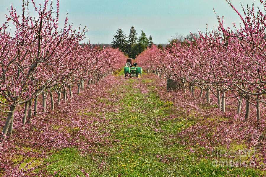 Niagara Photograph - Orchard at Work by Marilyn Cornwell