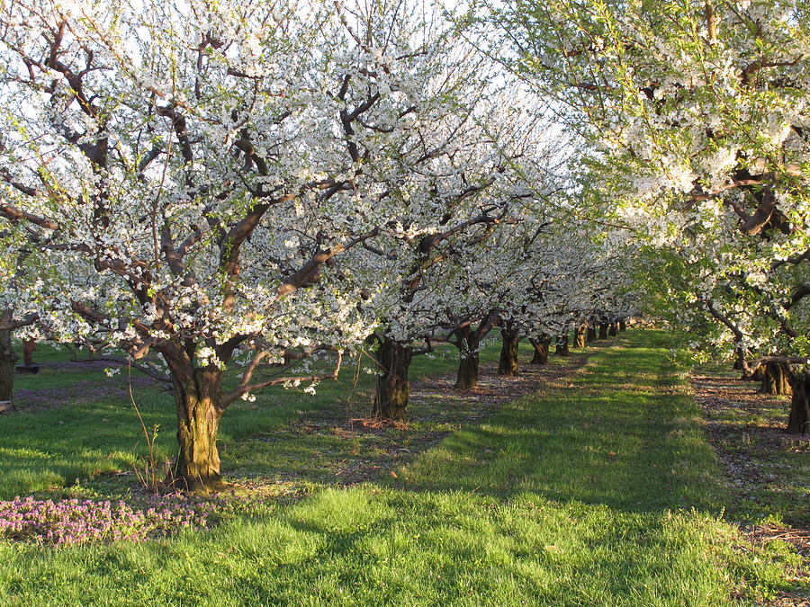 Orchard Blooms I Photograph by B Rossitto