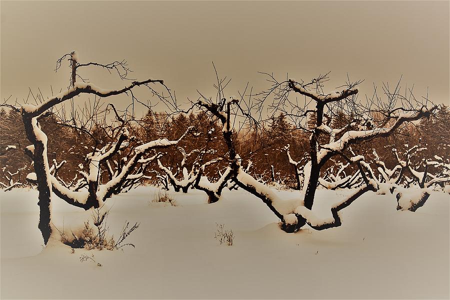 Orchard  Photograph by Gerald Salamone