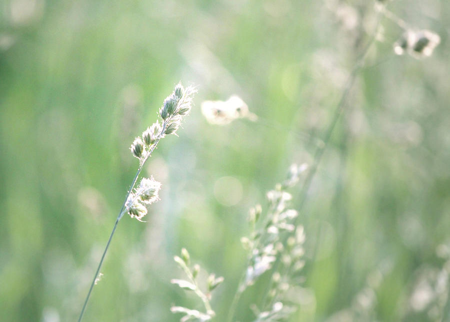 Orchard Grass In A Spring Sunset Photograph