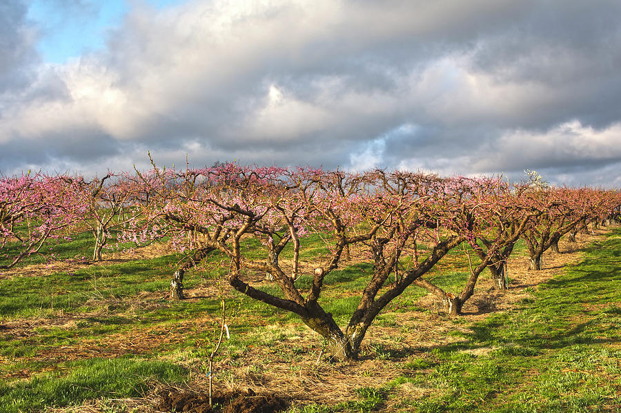 Orchard In The Sky Photograph by Angelo Marcialis