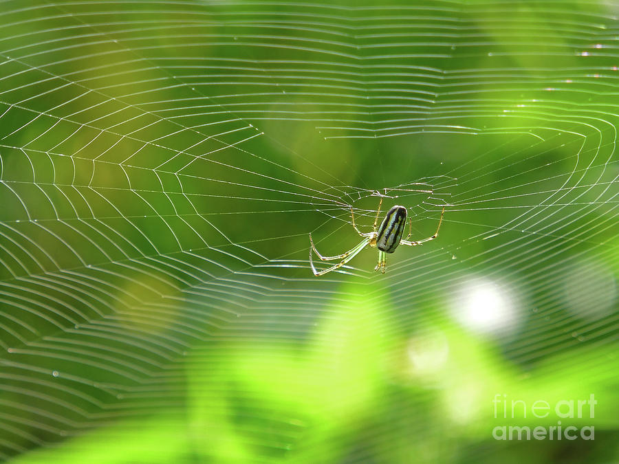 Orchard Orbweaver Spider On The Web Photograph