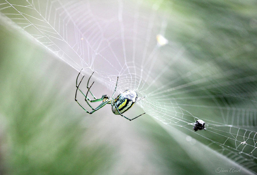 Orchard Orbweaver Spider  Photograph by Trina Ansel