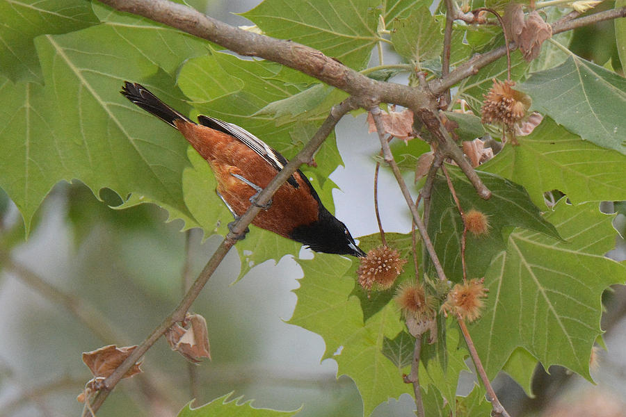 Oriole Photograph - Orchard Oriole by Alan Lenk