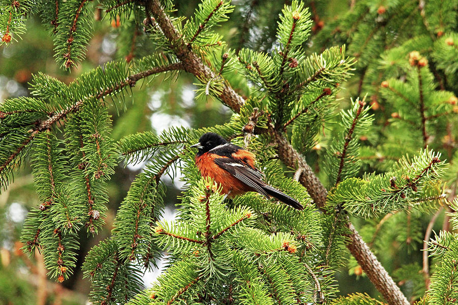 Orchard Oriole In Spruce Tree Photograph by Debbie Oppermann