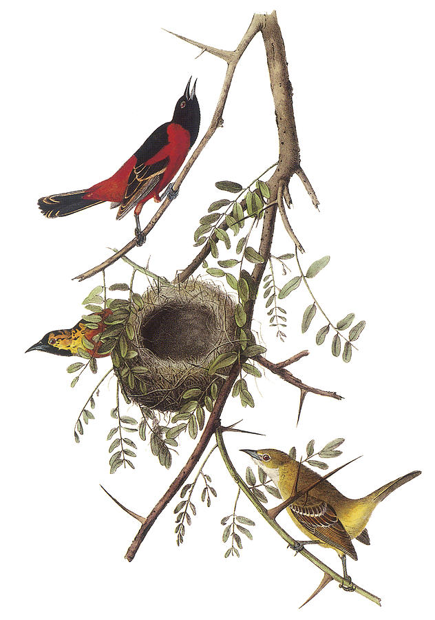 John James Audubon Painting - Orchard Oriole by John James Audubon