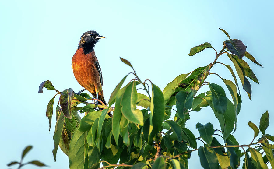 Orchard Oriole Songbird perched on a bush Photograph by Patrick Wolf