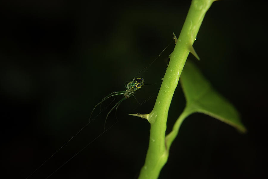 Orchard Spider Over Thorn Photograph by Douglas Barnett