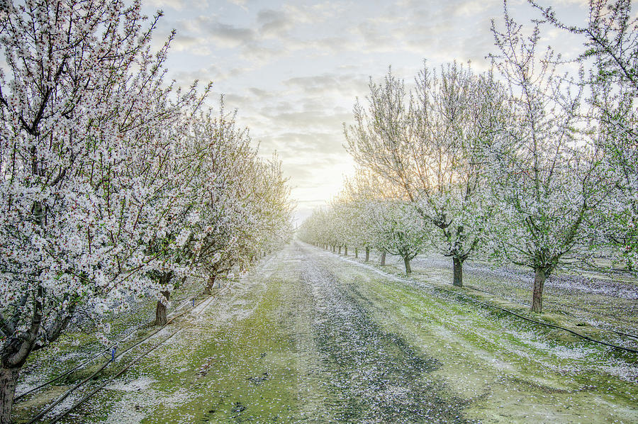 Orchard Sunrise Photograph by Joan Baker