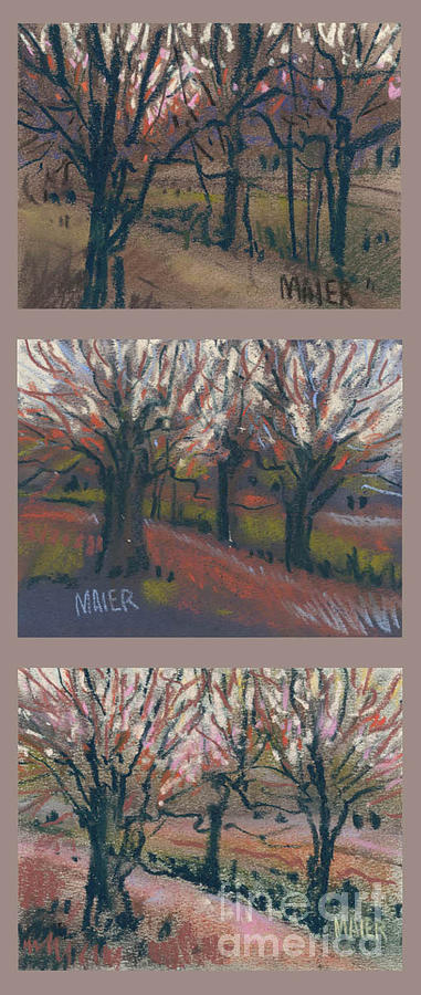 Sunset Drawing - Orchard Sunset by Donald Maier
