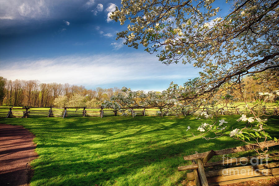 Orchard With Blooming Trees Photograph