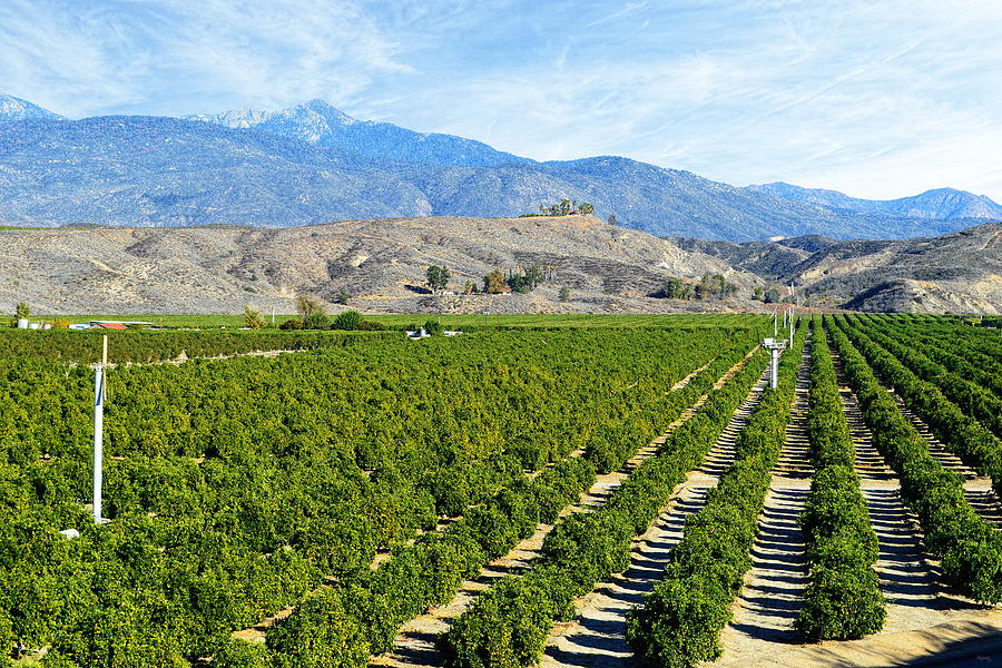 Orchards Of Hemet Photograph by Glenn McCarthy Art and Photography