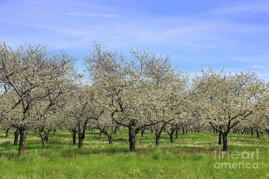 Orchards of Traverse City Photograph by Rachel Cohen