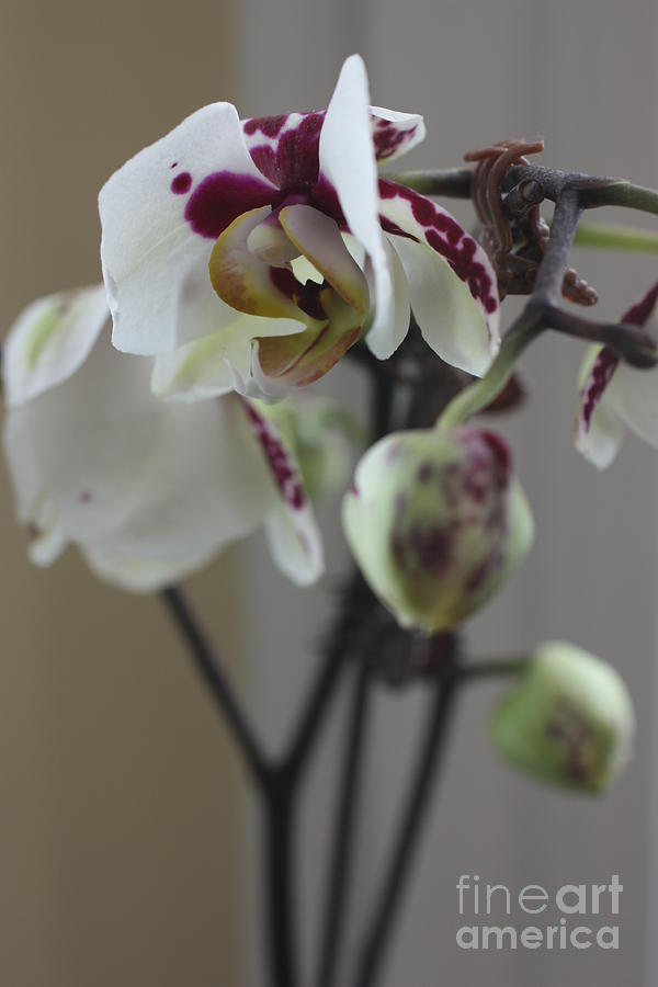 Orchid - 100 Photograph by David Bearden