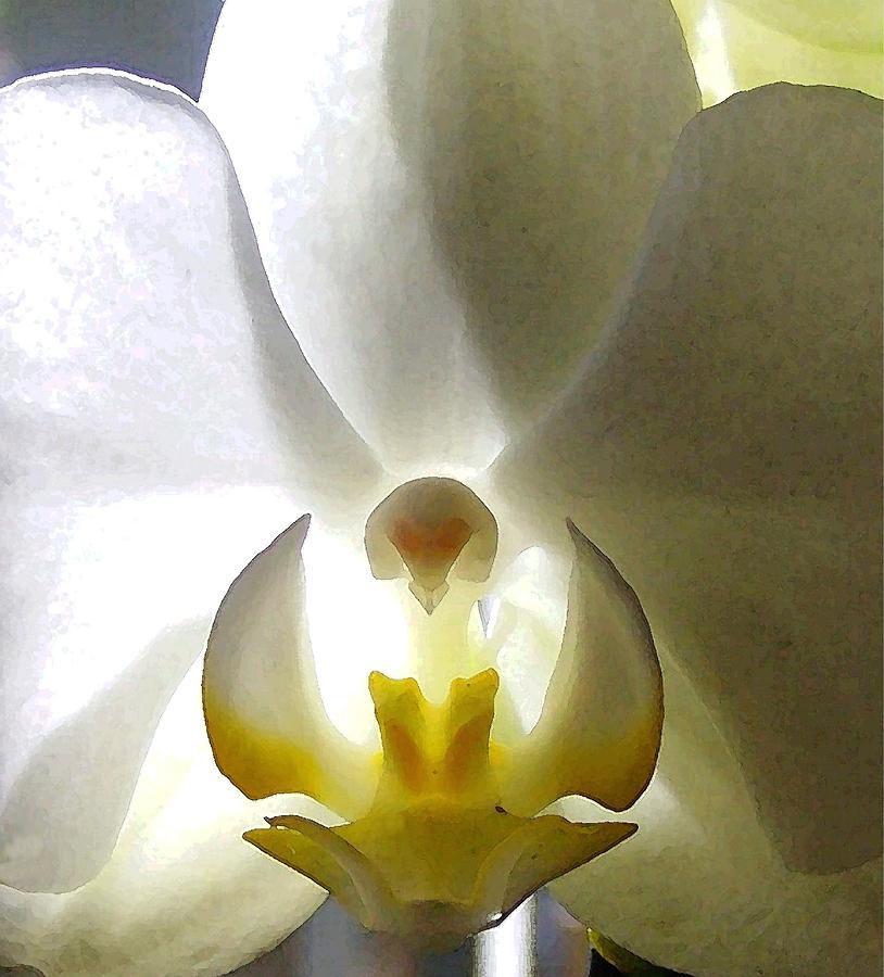Orchid Photograph - Orchid - The Wallflower by Dina Sierra Orchid Photograph - Orchid - The Wallflower by Dina Sierra