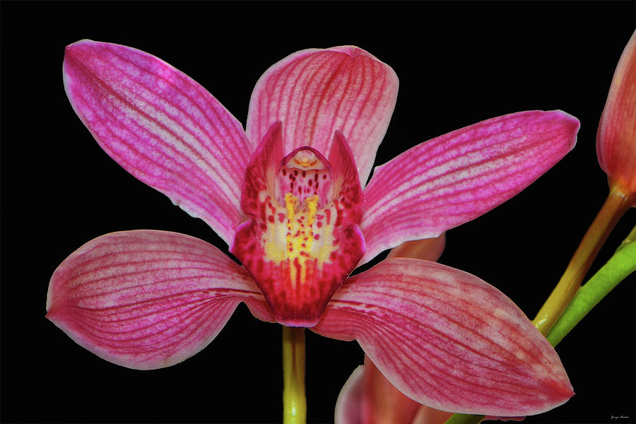 Orchid 035 Photograph by George Bostian