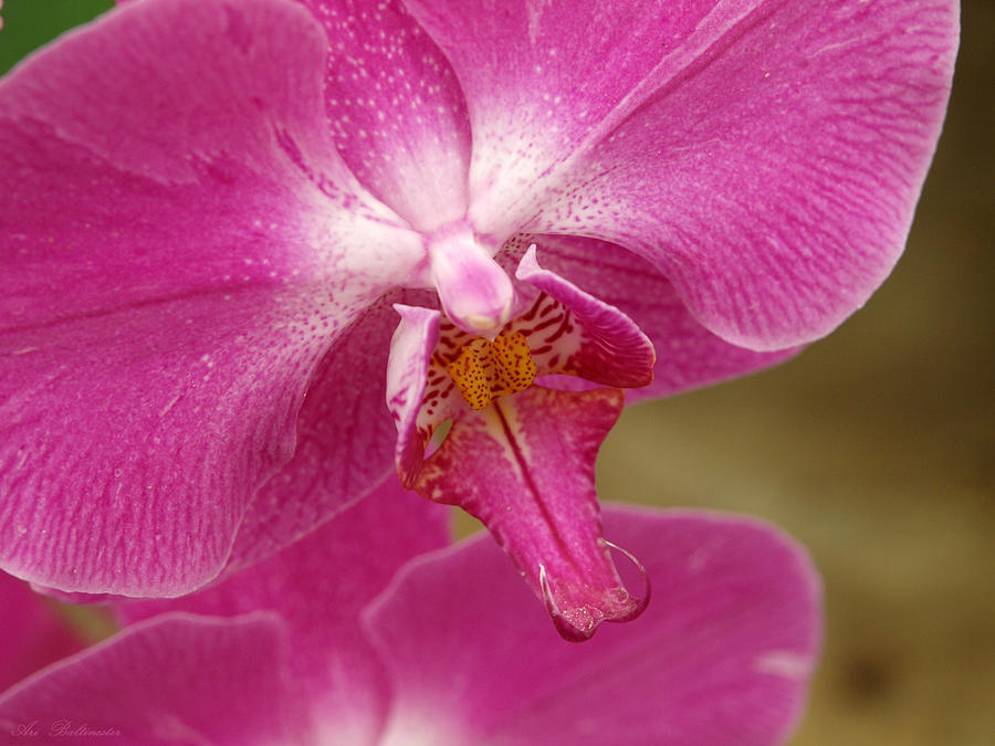 Orchid 1 Photograph by Arik Baltinester