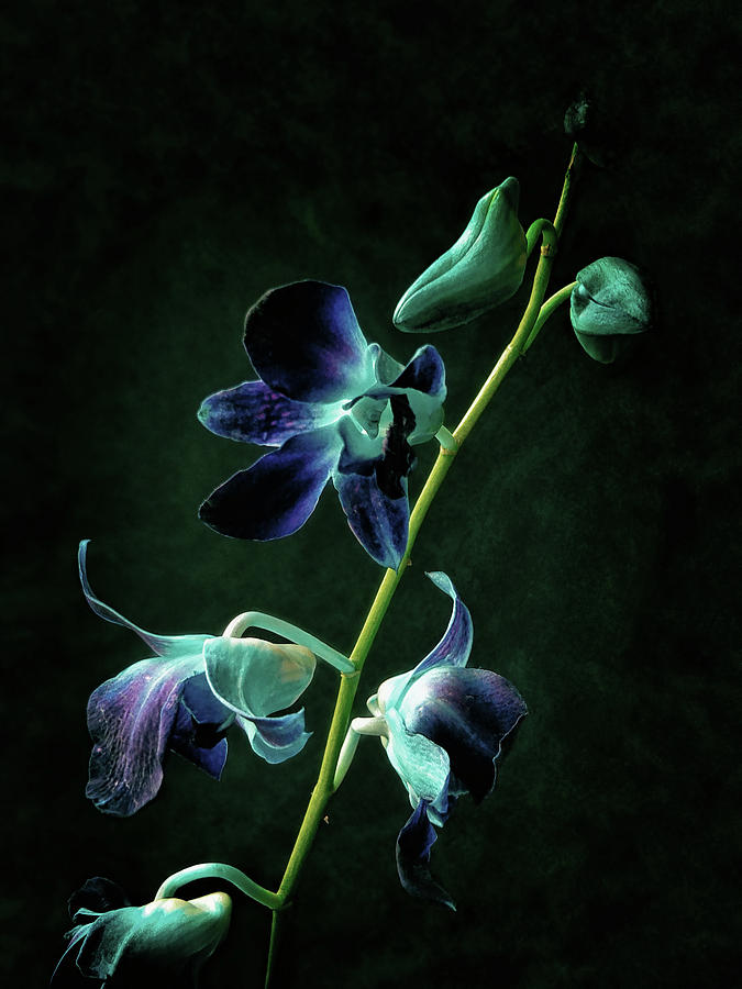 Flower Photograph - Orchid #1 by Janet E Gorman