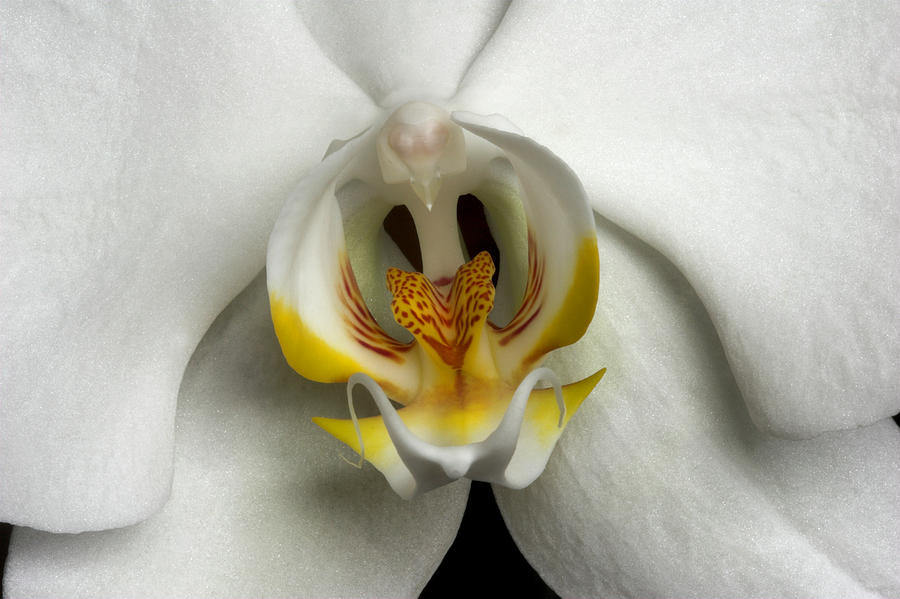 Orchid 1 Photograph by Pierre Leclerc Photography