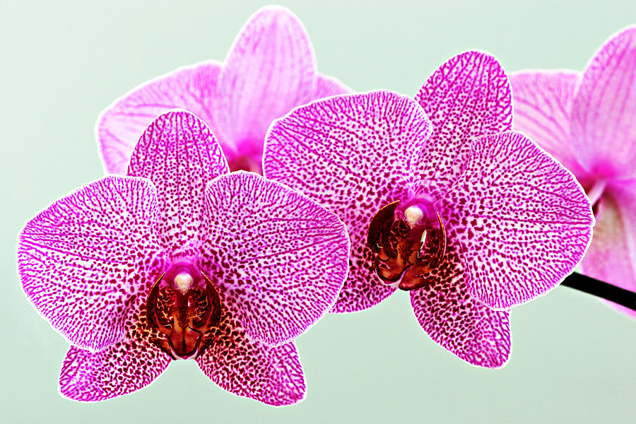 Orchid-1-St Lucia Photograph by Chester Williams