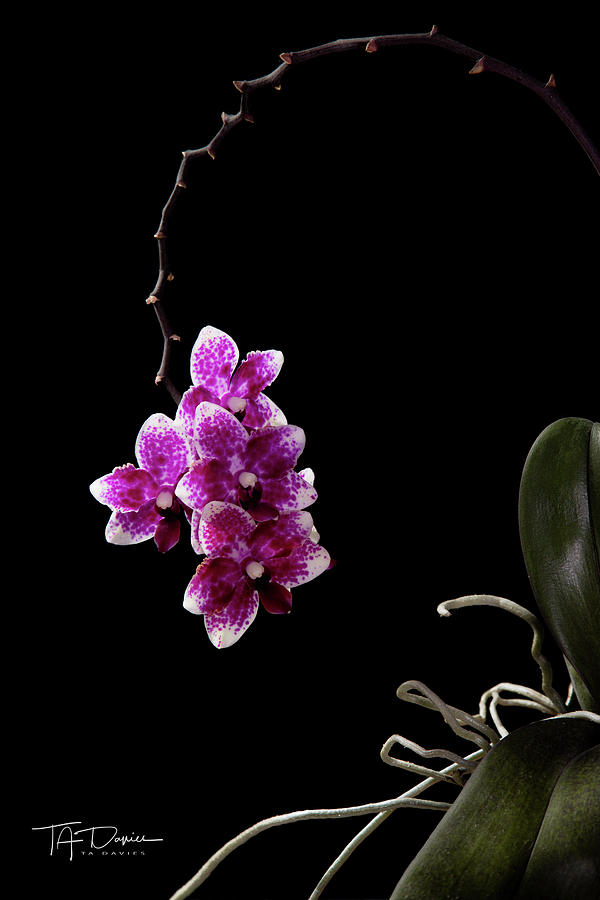 Orchid 1 by T A Davies Orchid 1 by T A Davies