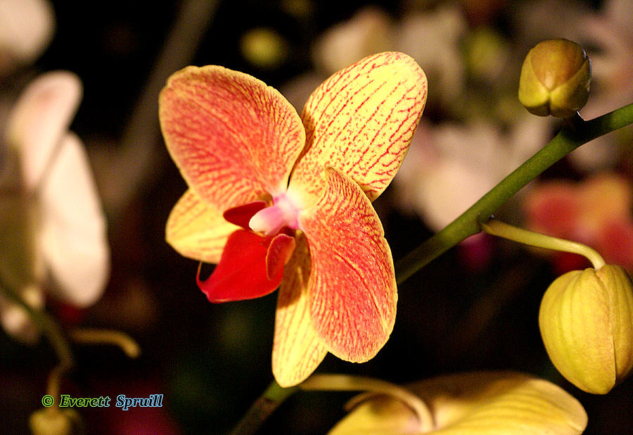 Orchid 10 Photograph by Everett Spruill