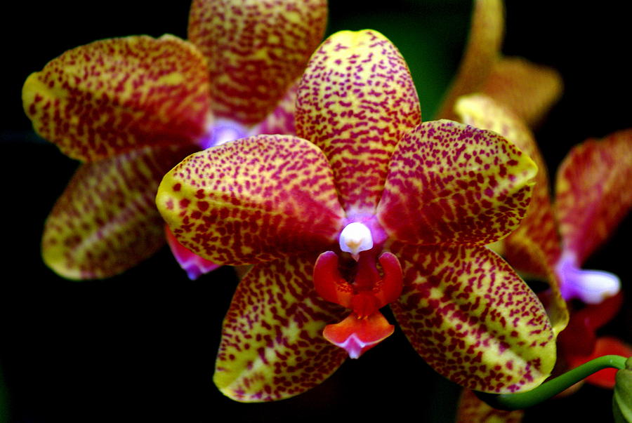 Orchid Photograph - Orchid 15 by Marty Koch