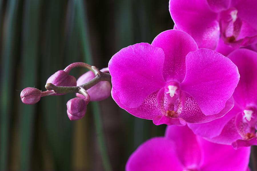 Orchid 18 Photograph by Pierre Leclerc Photography