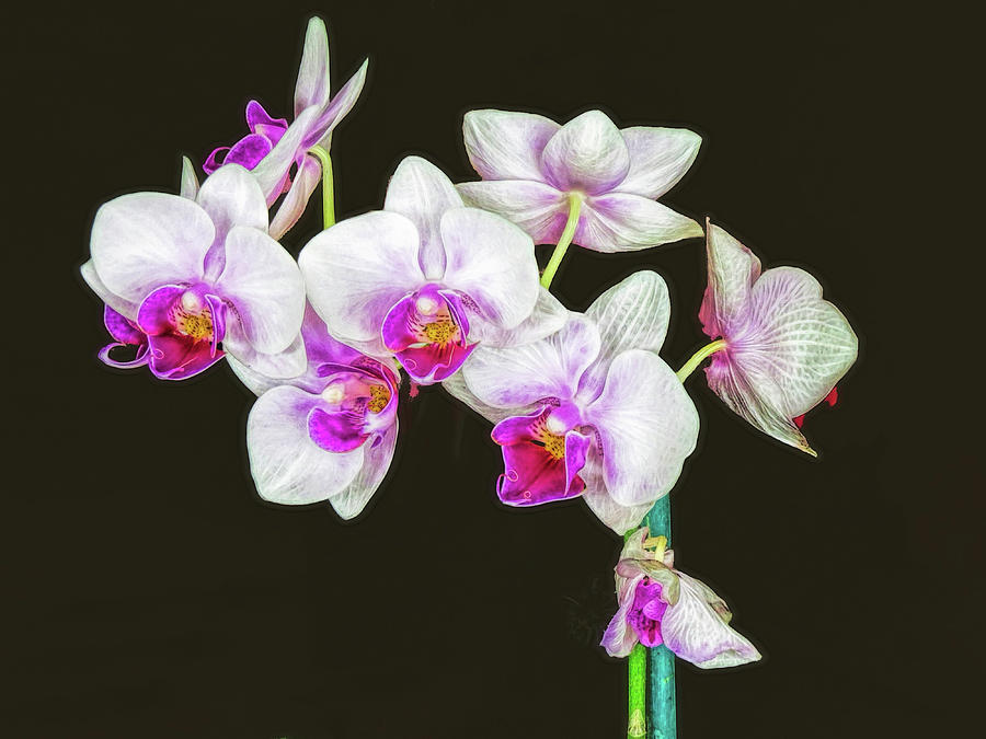 Orchid 2 Photograph by A H Kuusela