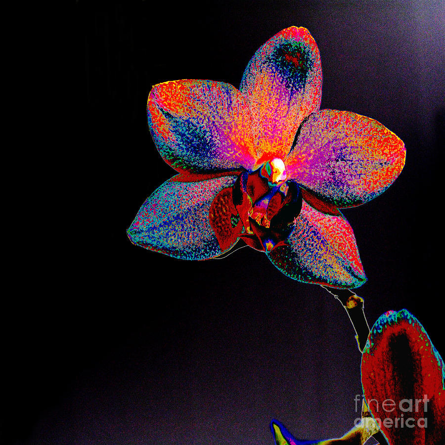 Orchid Photograph - Orchid 2 by Addie Hocynec