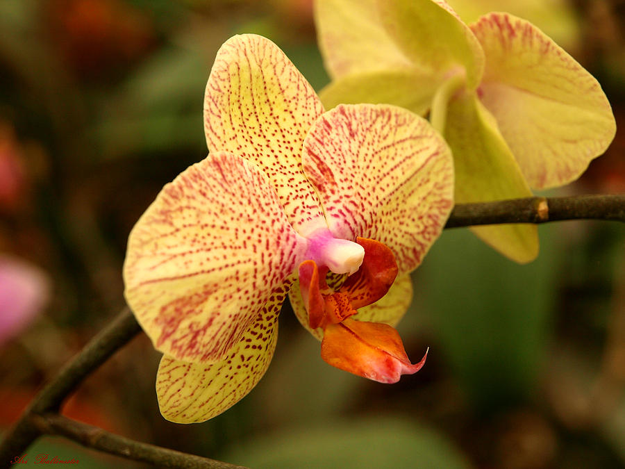 Orchid 2 Photograph by Arik Baltinester