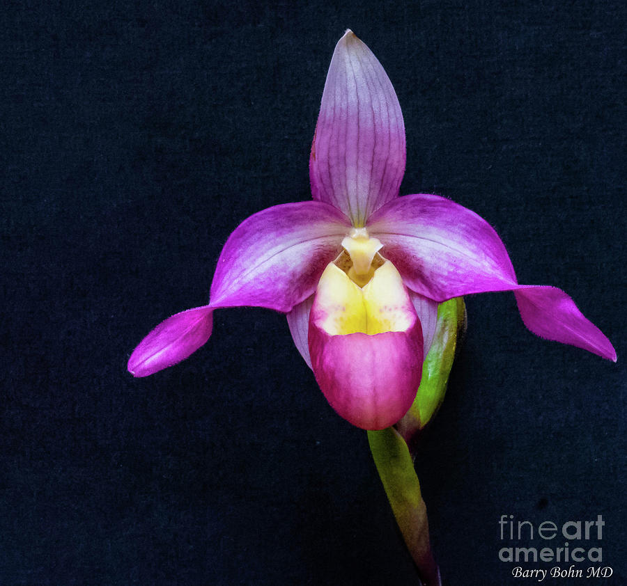 Orchid 2 Photograph by Barry Bohn