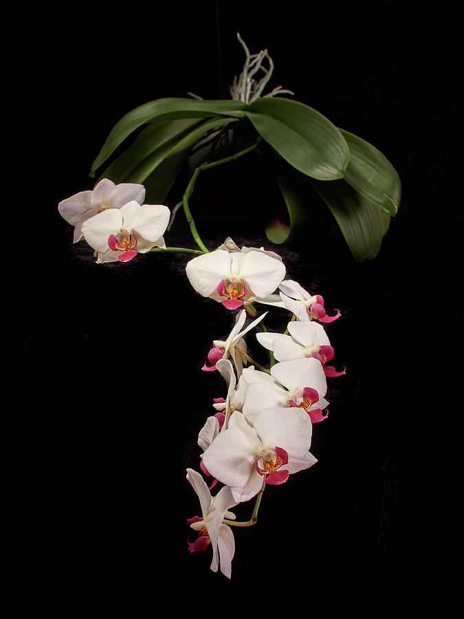 Orchid 2 Photograph by Jouko Lehto