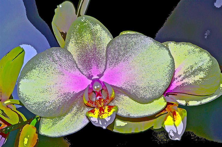 Orchid 2 Photograph by Pamela Cooper