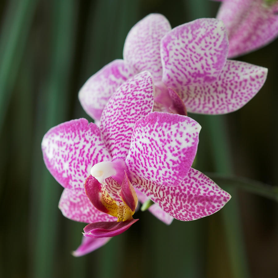 Orchid Photograph - Orchid 20 by Pierre Leclerc Photography