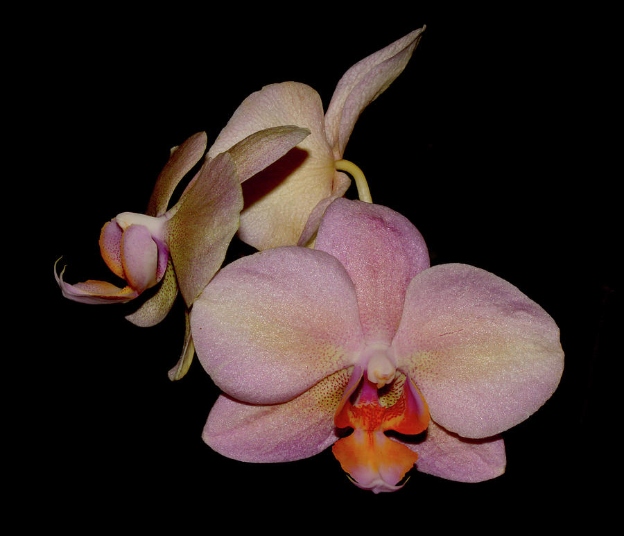 Orchid 2016 1 Photograph by Robert Morin