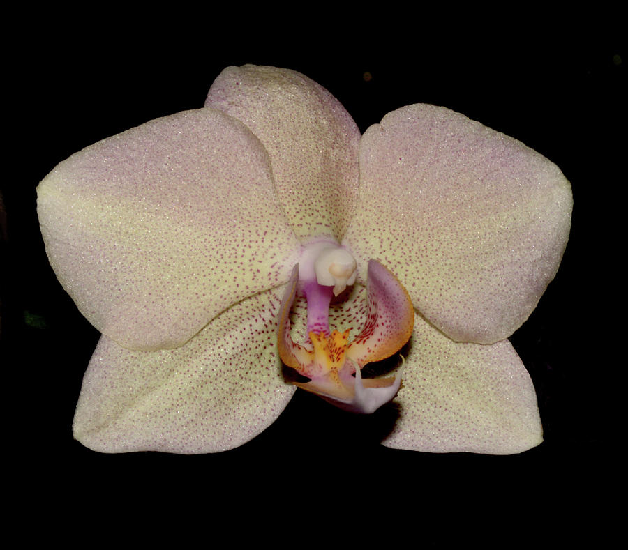 Orchid 2016 2 Photograph by Robert Morin