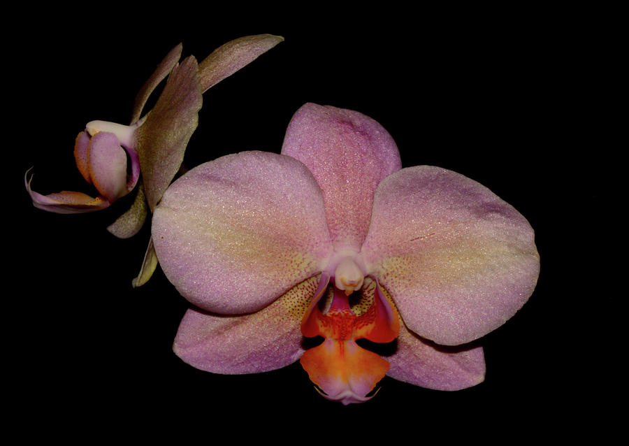 Orchid 2016 3 Photograph by Robert Morin