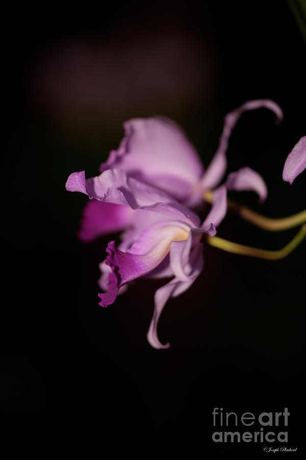 Nature Photograph - Orchid 21 by Joseph Placheril