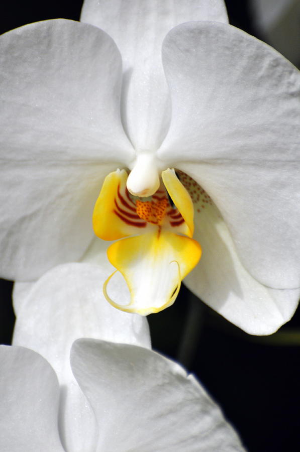 Orchid 23 Photograph