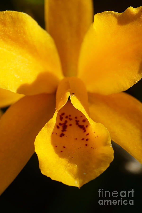 Orchid 256 Photograph by Rudi Prott