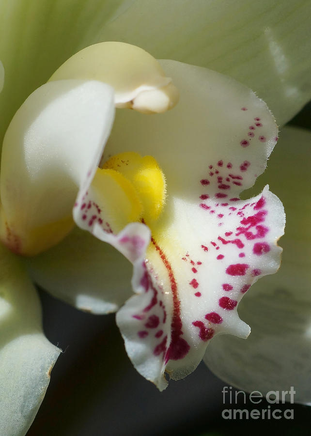 Orchid 257 Photograph by Rudi Prott