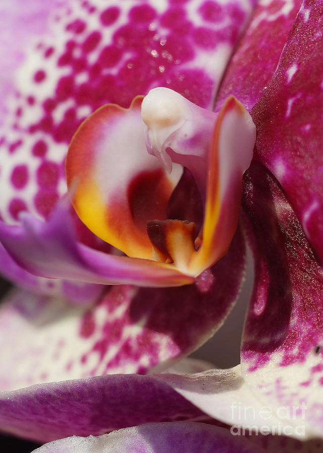 Orchid 261 Photograph by Rudi Prott
