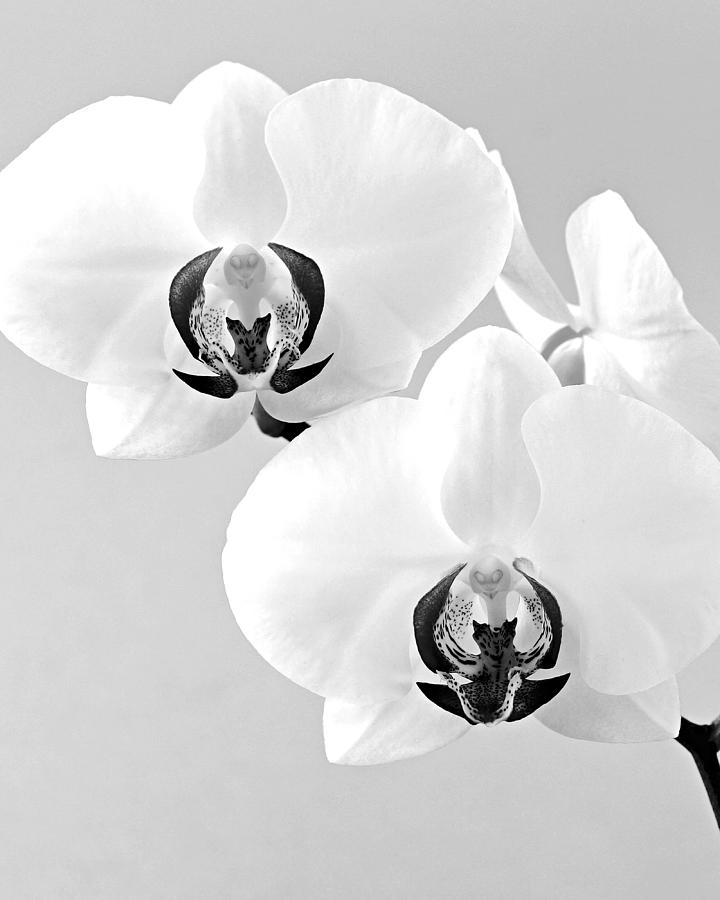 Orchid 3- St Lucia Photograph by Chester Williams